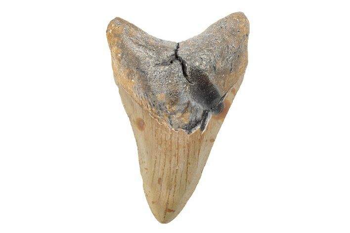 4.40" Fossil Megalodon Tooth - North Carolina